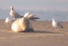 Common Seal at Westcliff Seafront (Paul Griggs) (19393 bytes)